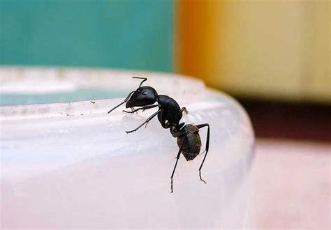 房間床的擺設 家中出現大量螞蟻